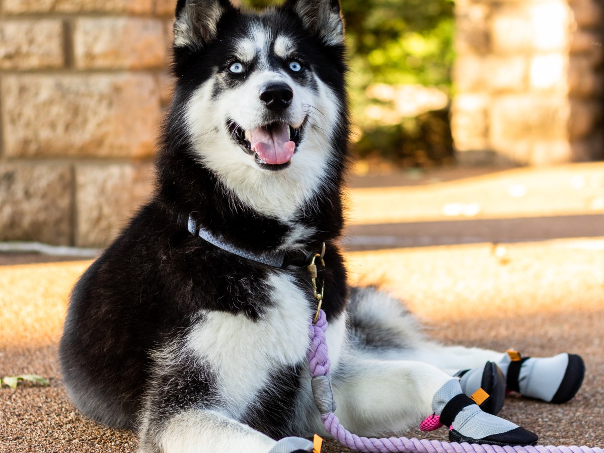 REVIEW: Lavasox Dog&nbsp;Booties