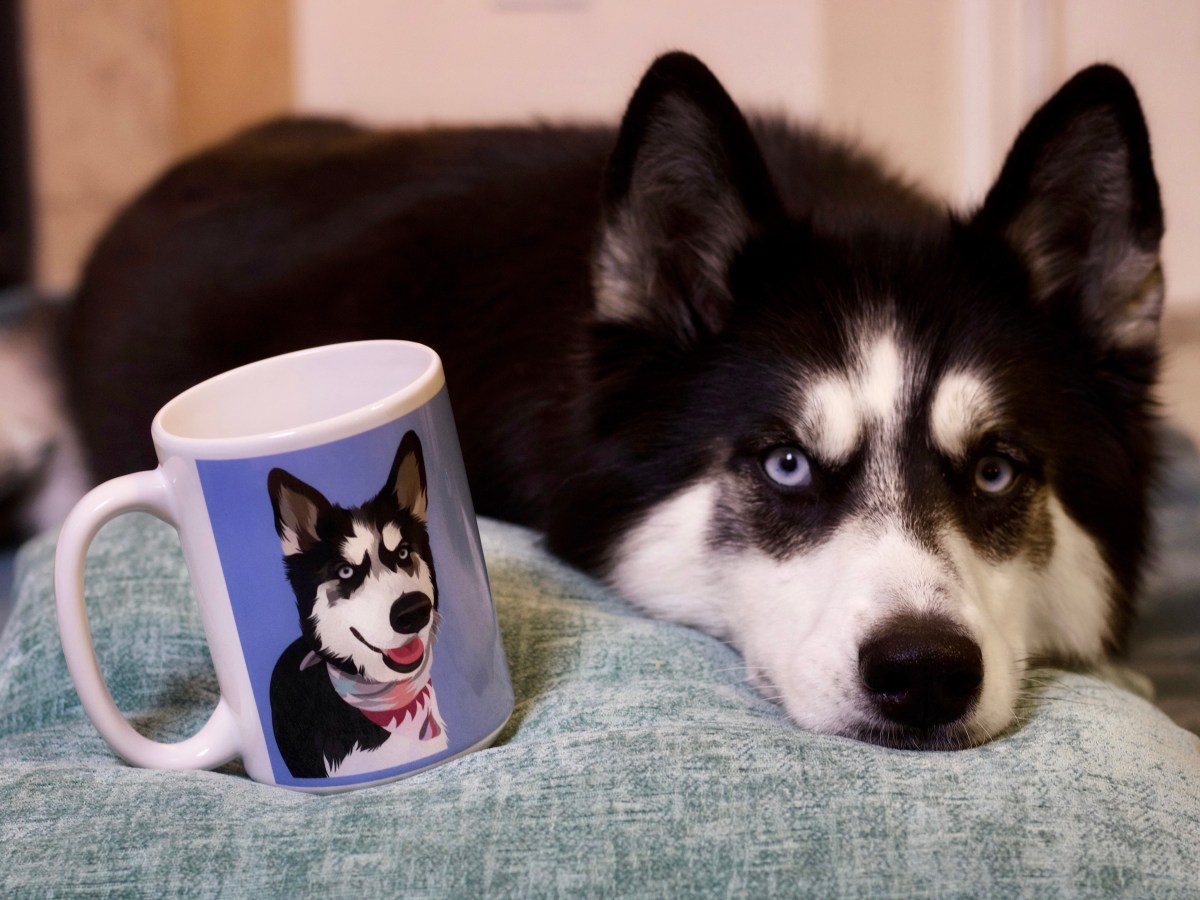 REVIEW: Custom Pet&nbsp;Art