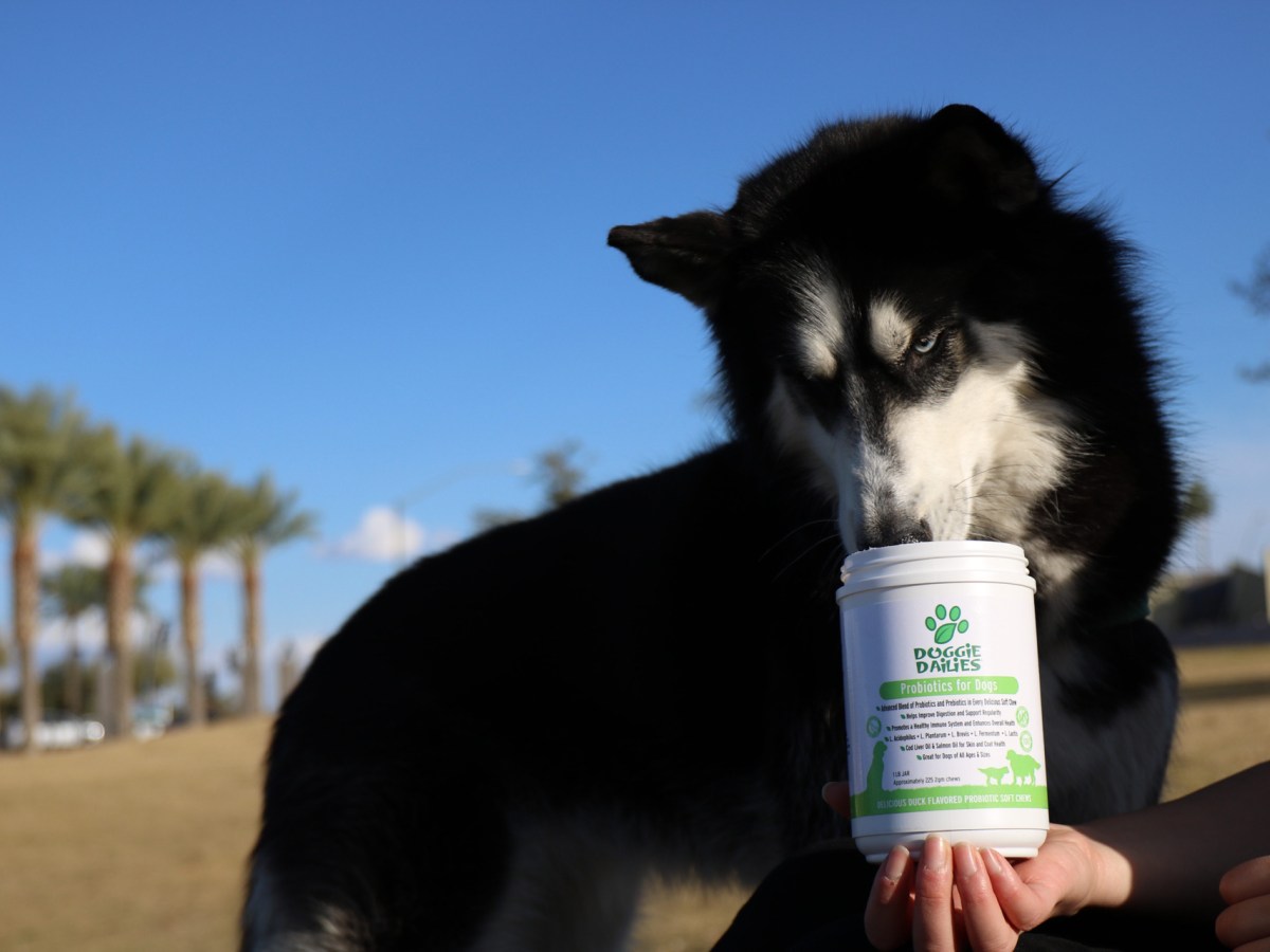 REVIEW: Doggie Dailies Probiotics for&nbsp;Dogs
